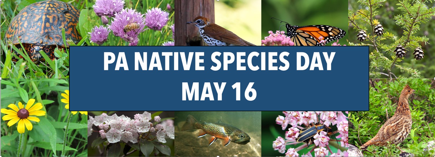 Native Species Day
