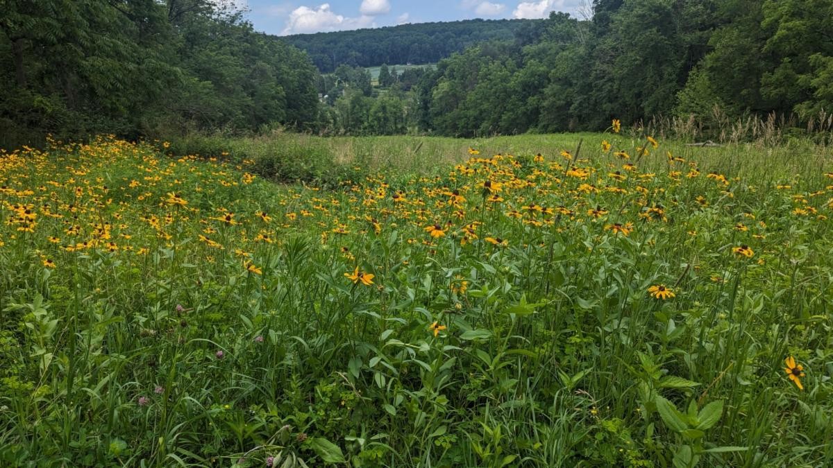 Photo of unmown field
