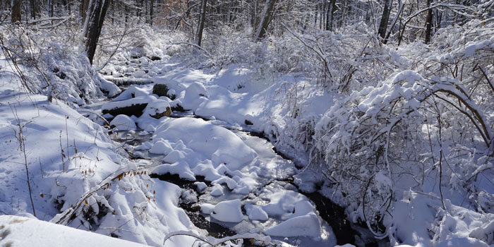 Photograph of the Pickering Creek in Winter